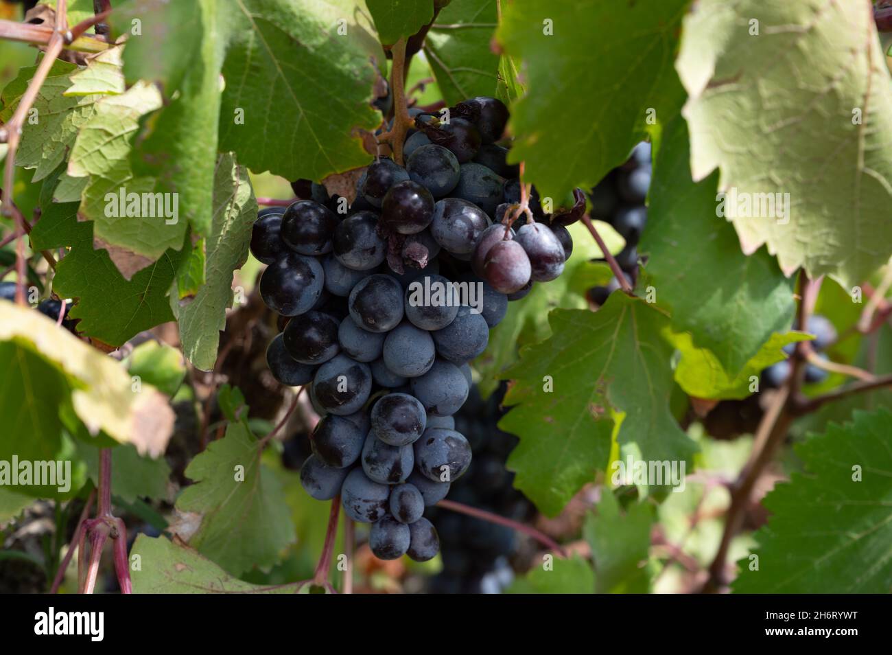 Wine industry on Cyprus island, bunches of ripe black grapes hanging on  Cypriot vineyards located on south slopes of Troodos mountain range, ready  to Stock Photo - Alamy