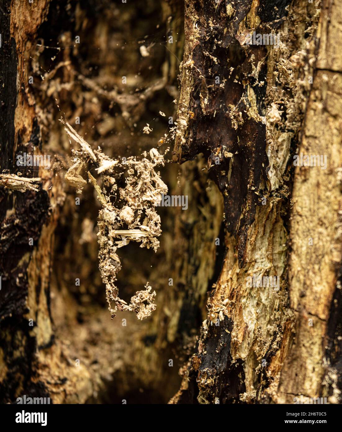 Patterns and textures in nature, lifecycle as tree decays Stock Photo ...
