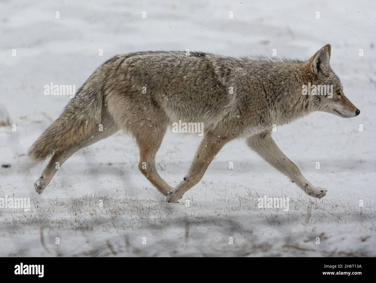 Coyote on the move during a Colorado snow storm Stock Photo