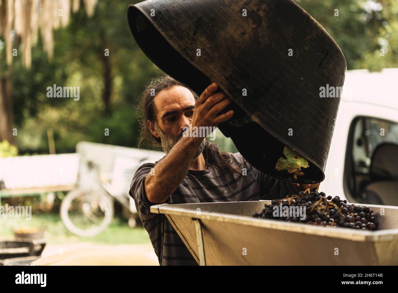 Man tipping a basket of grapes into a press to produce wine. Stock Photo