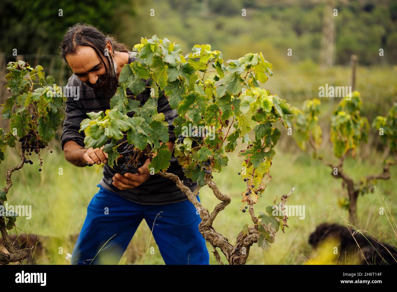 Farmer harvesting grapes in a vineyard during grape harvesting Stock