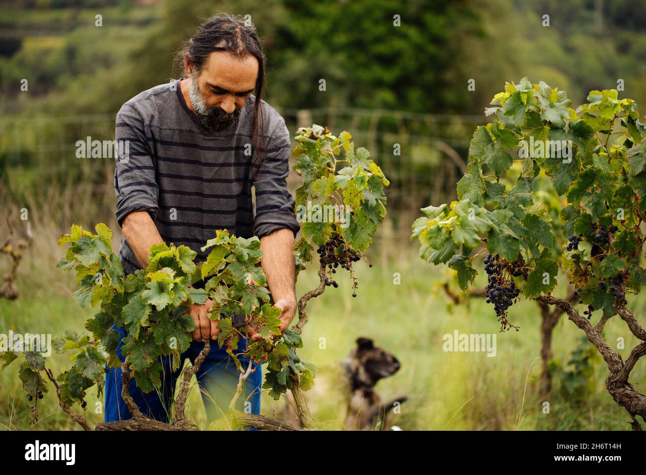 Farmer harvesting grapes in a vineyard during grape harvesting Stock
