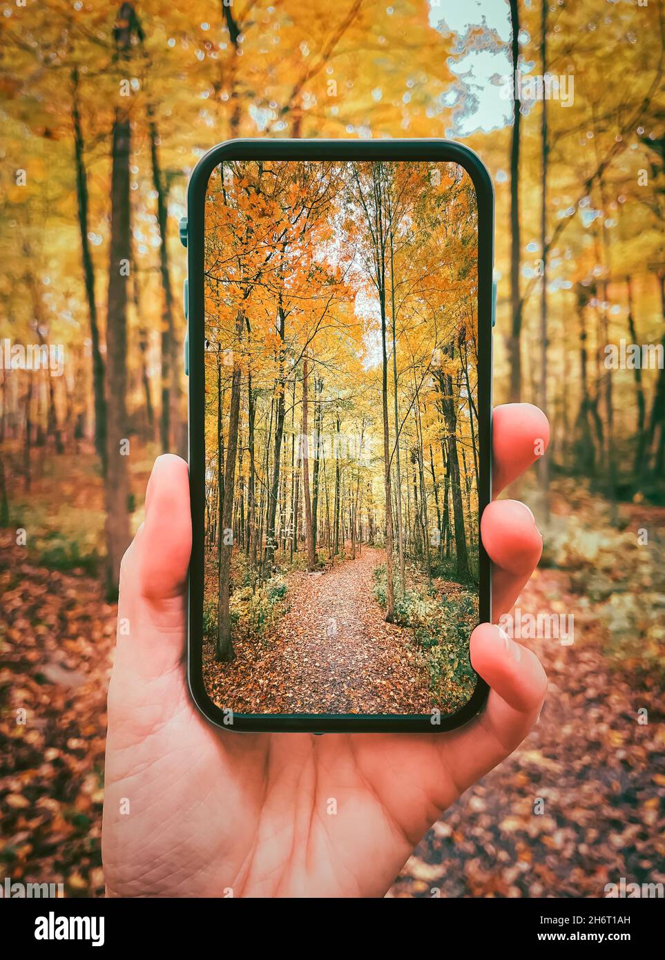 Close up of hand holding cellphone with autumn forest scene on screen. Stock Photo