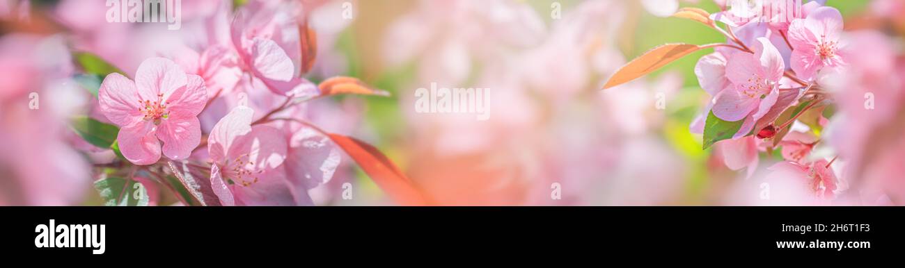 Spring background, panorama - pink flowers of apple tree on the background of a blooming garden. Horizontal banner with space for text Stock Photo