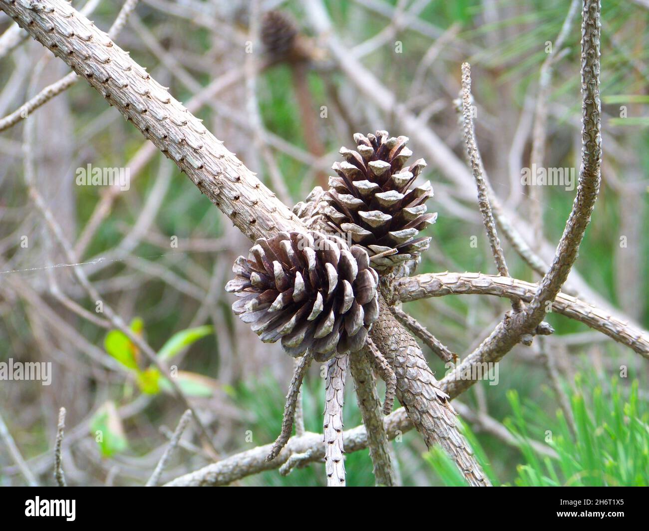 Two pinecones on a branch Stock Photo