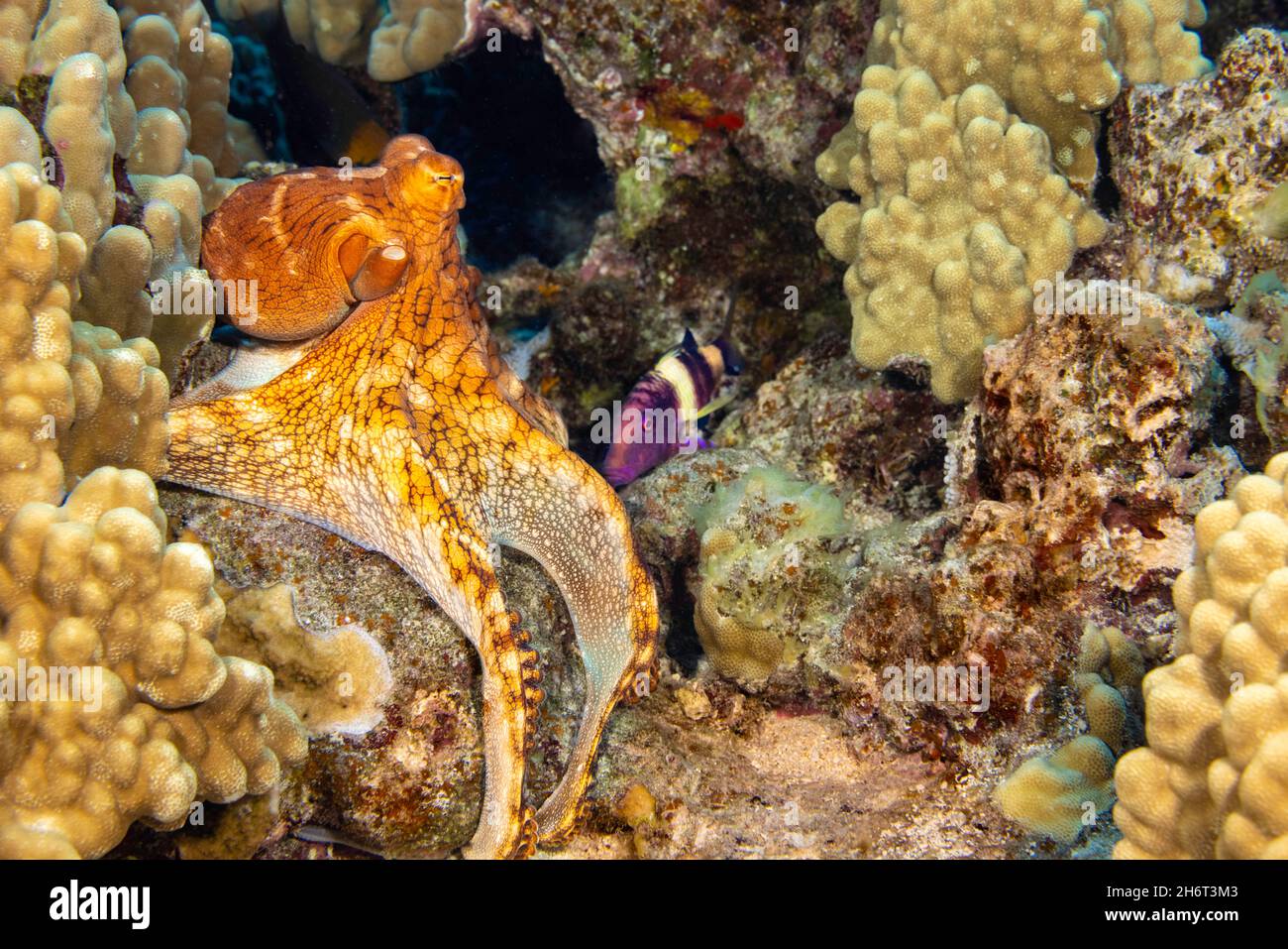 Day octopus, Octopus cyanea, and a manybar goatfish, Parupeneus multifasciatus, Hawaii. These two are often seen hunting together on the reef as pictu Stock Photo