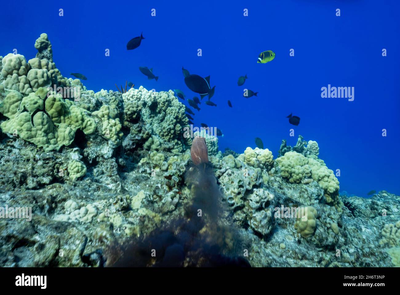 Octopus squirting ink hi-res stock photography and images - Alamy