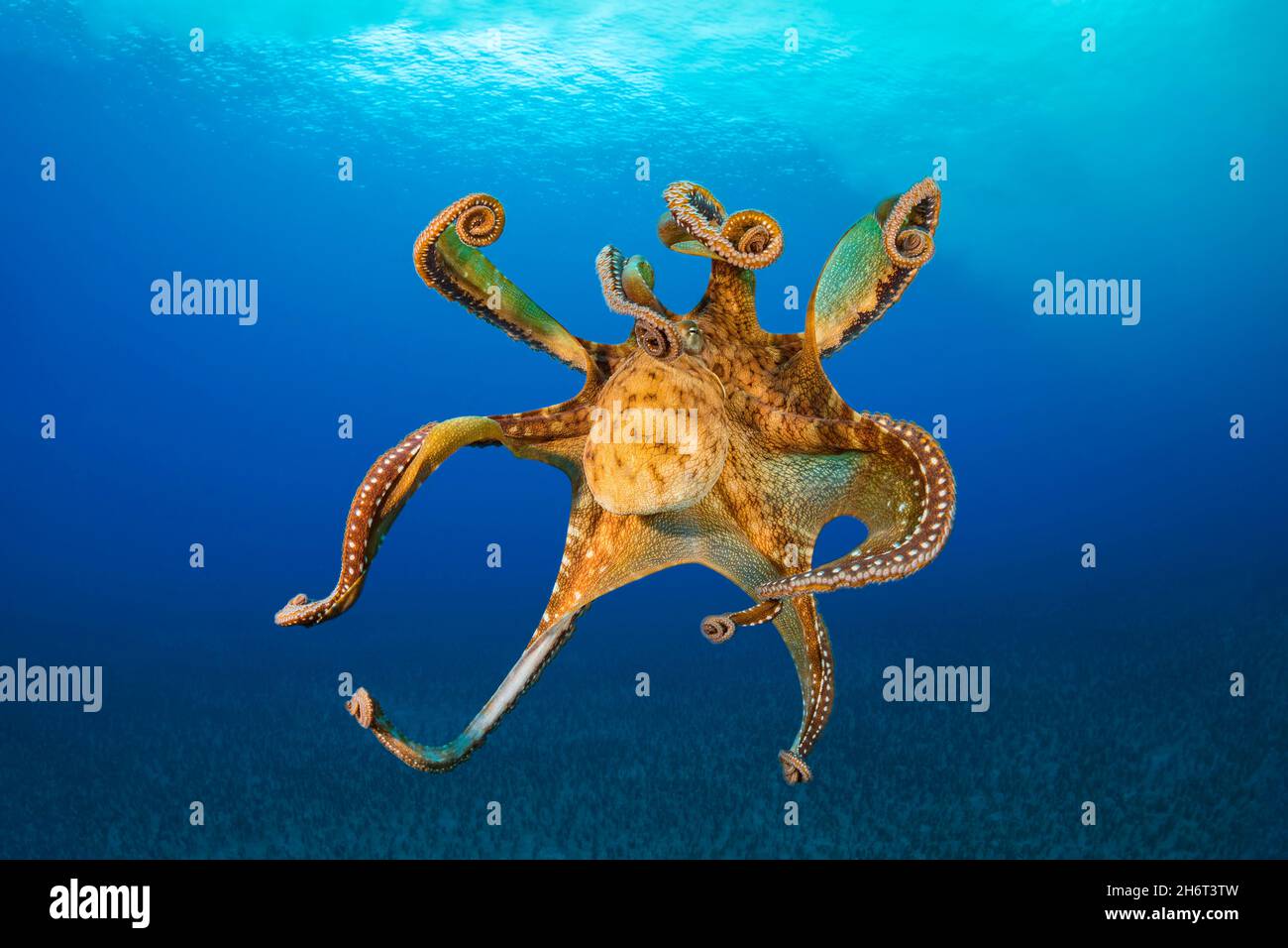 Day octopus, Octopus cyanea, in midwater, Hawaii Stock Photo Alamy