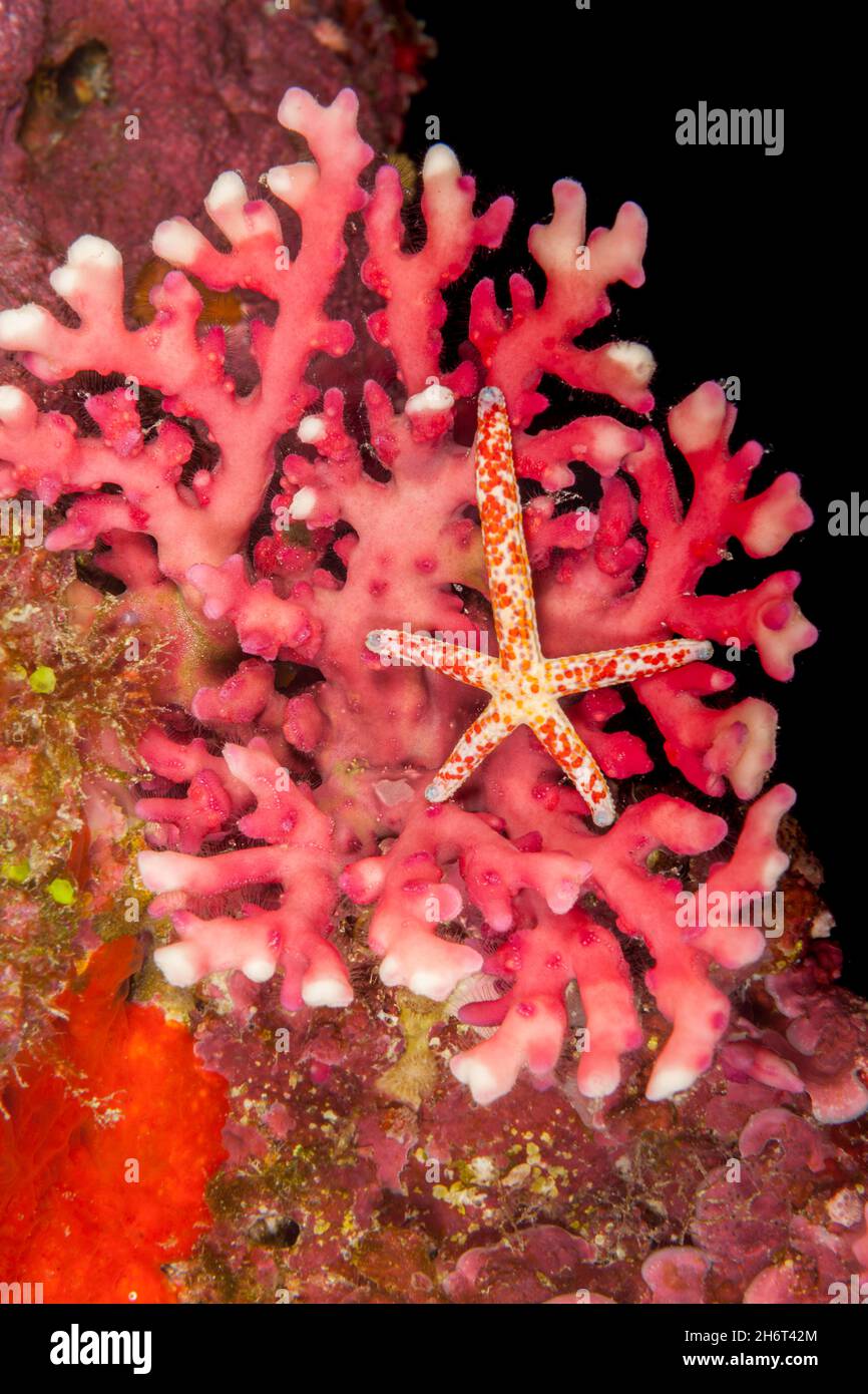 A comet sea star, Linckia multifora, on red lace coral, Distichopora sp., Yap, Federated States of Micronesia. Stock Photo