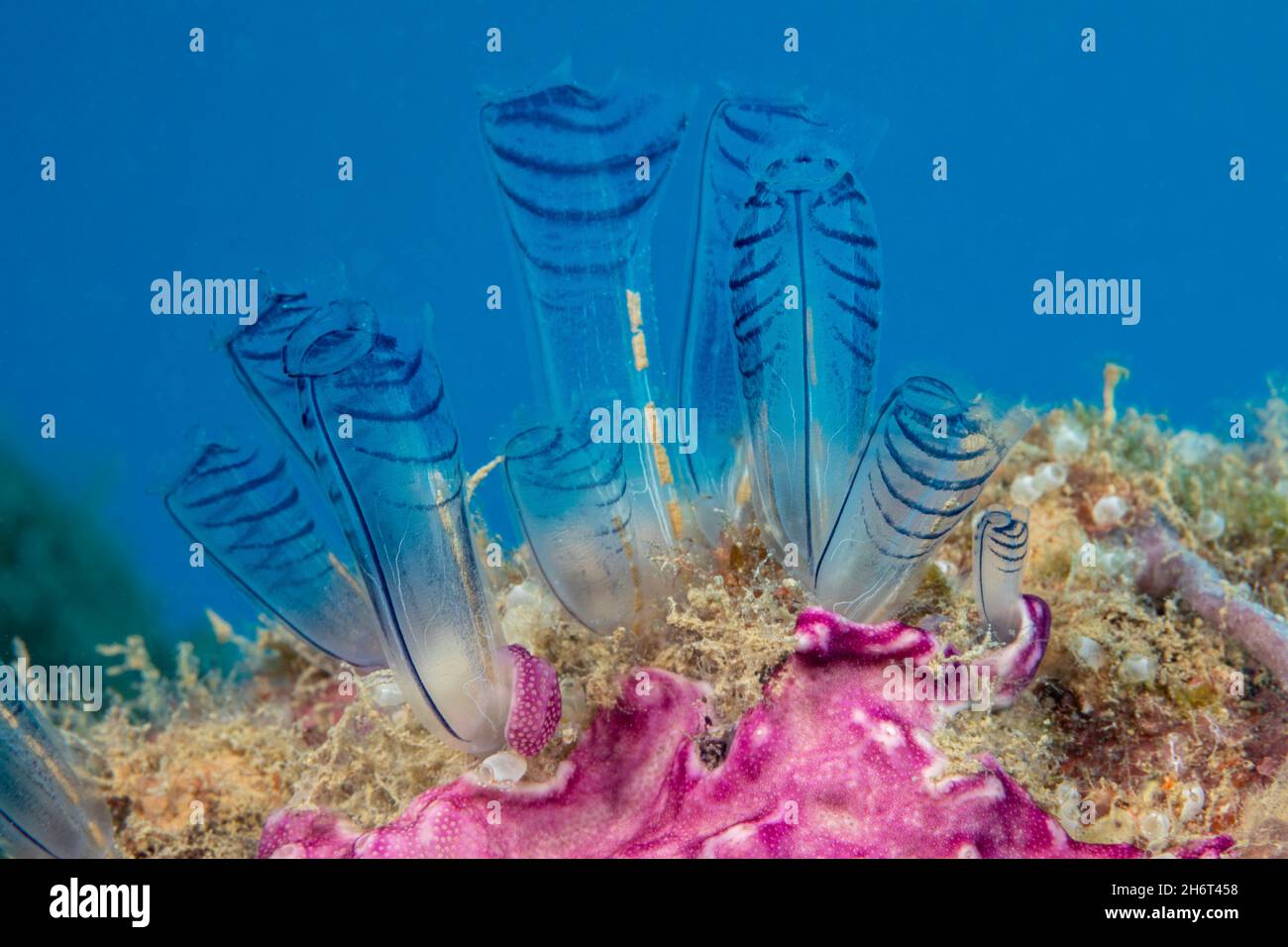 Bule gill hires stock photography and images Alamy