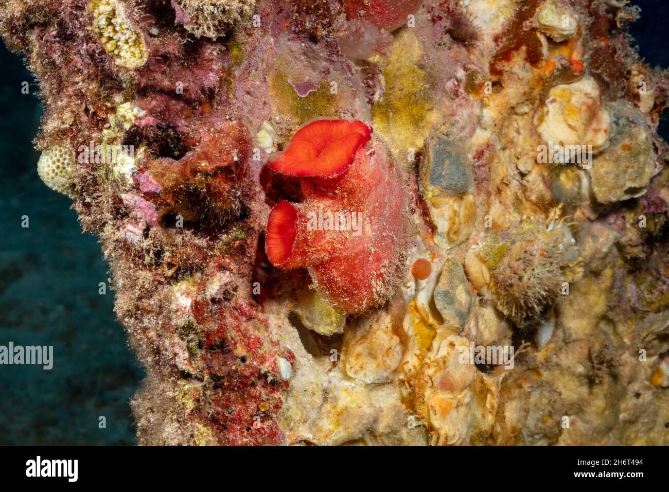 Herdman's tunicate or sea squirt, Herdmania momus, is also referred to as the red throated ascidian, Hawaii. This introduced species likely arrived to Stock Photo
