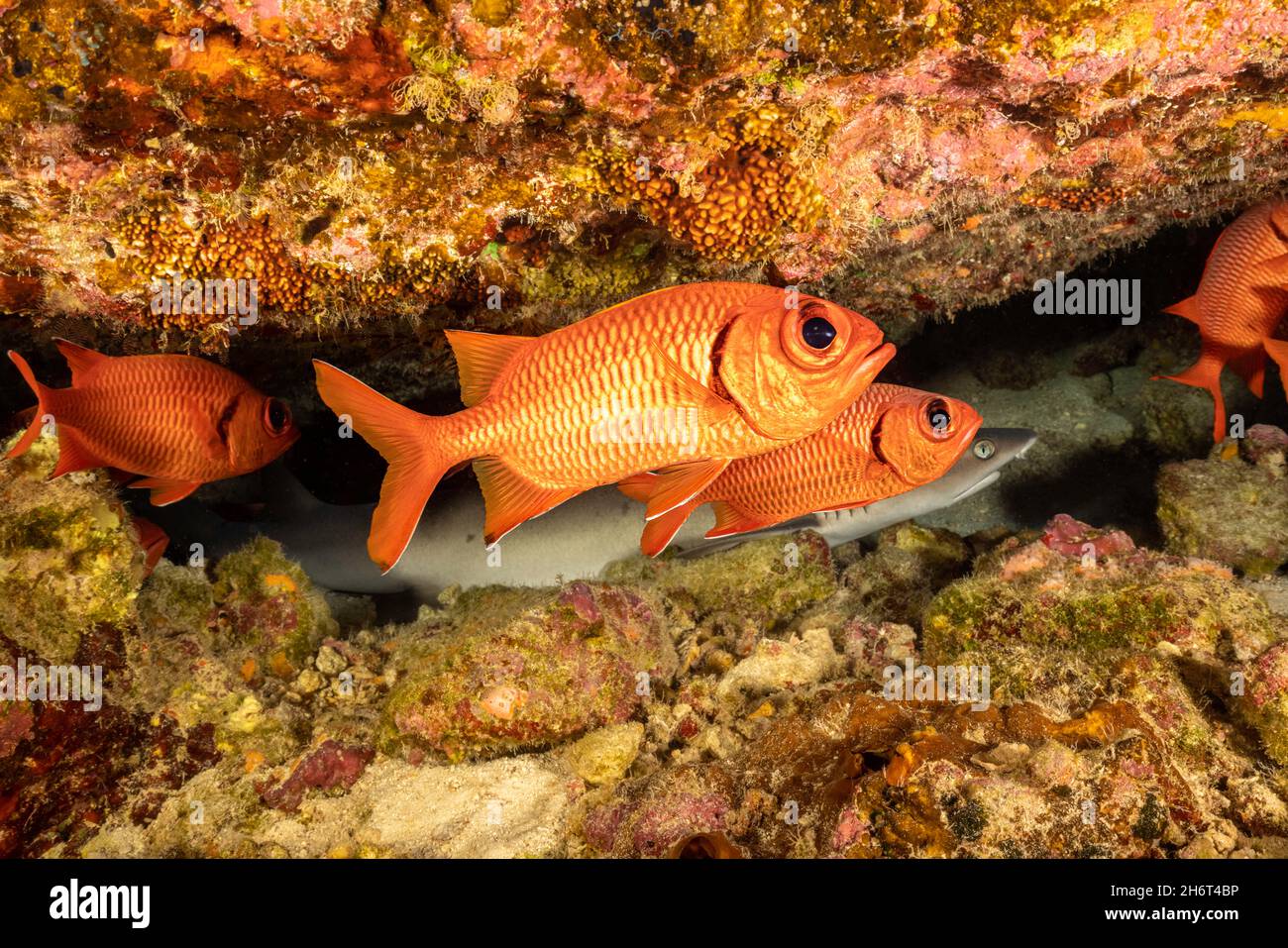 During the day these shoulderbar soldierfish, Myripristis kuntee, share this crevice with a whitetip reef shark, Triaenodon obesus, Hawaii. At night t Stock Photo