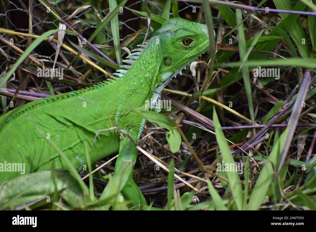 Green Iguana in the wild in Trinidad. Stock Photo