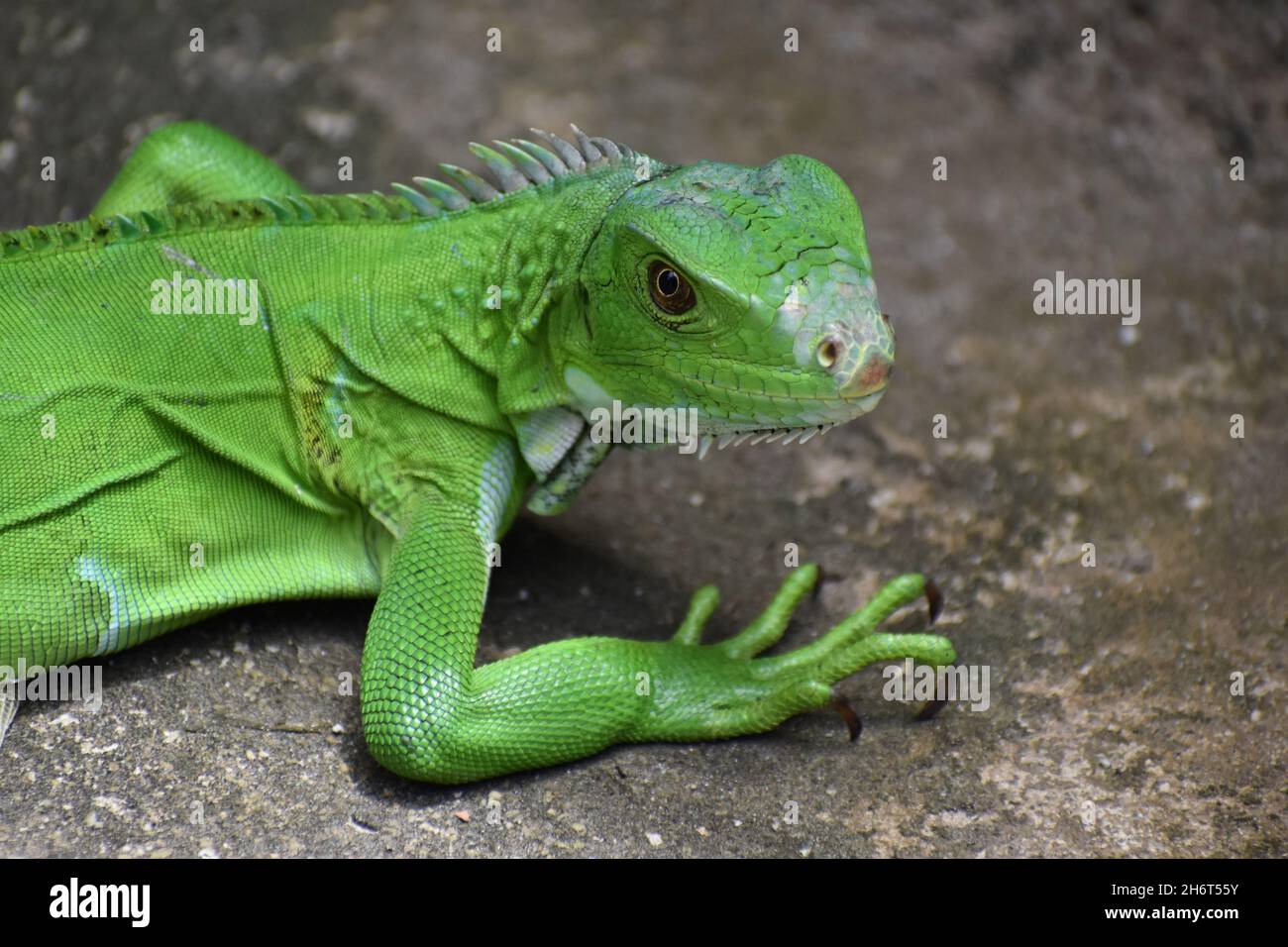 Green Iguana in the wild in Trinidad. Stock Photo