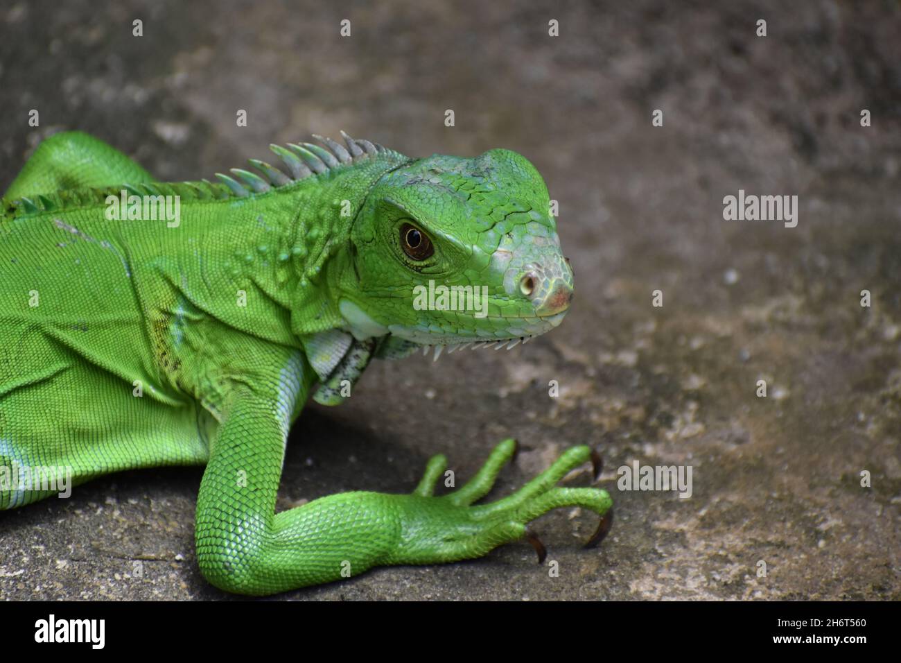 Green Iguana in the wild in Trinidad. Stock Photo