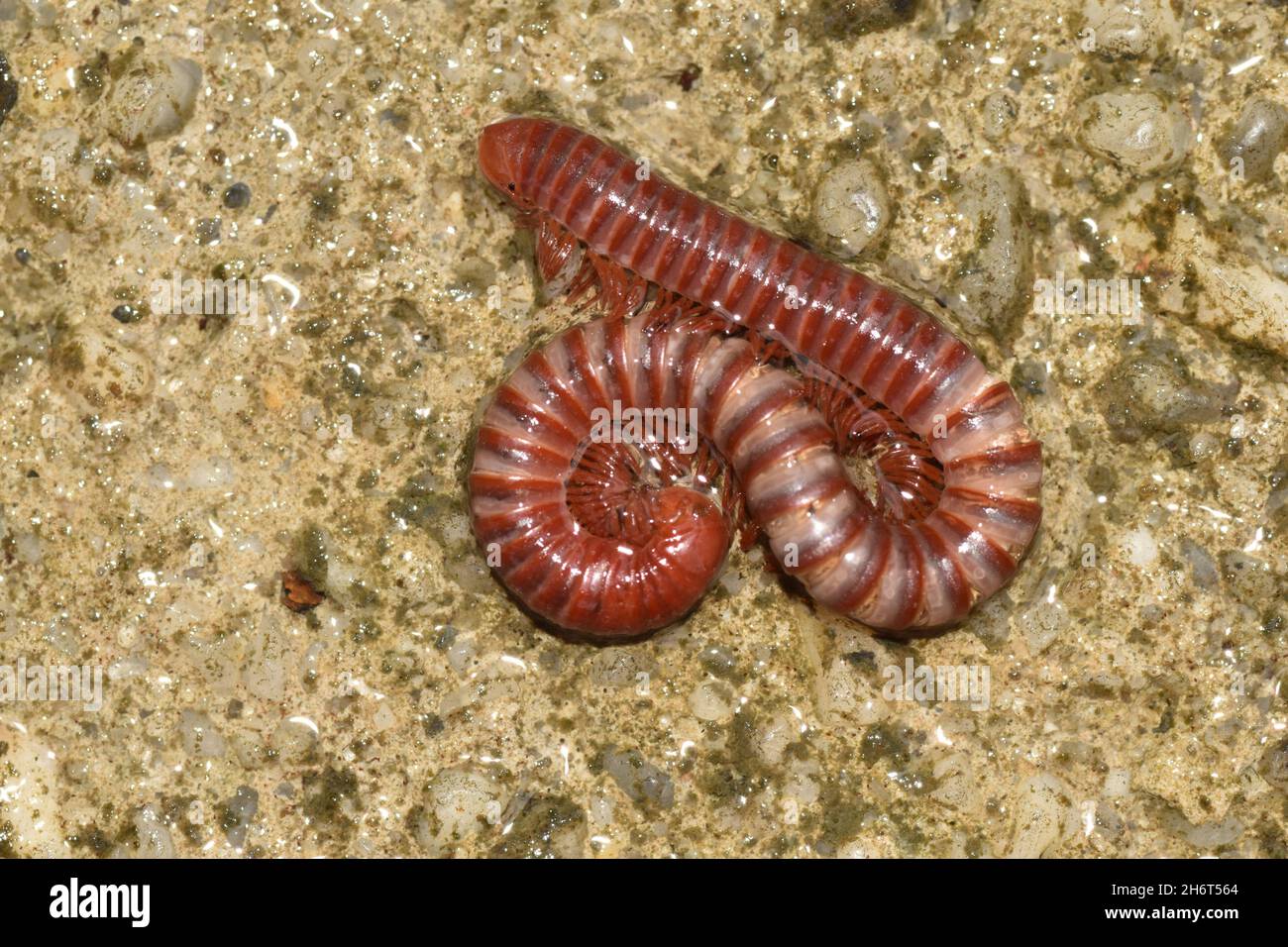 Red Millipede Stock Photo