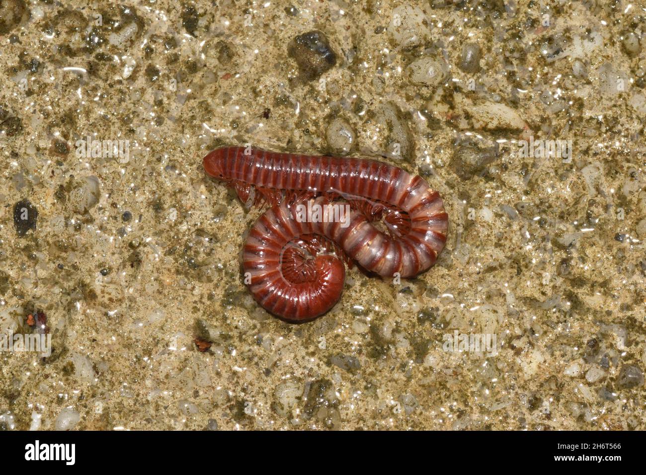 Red Millipede Stock Photo