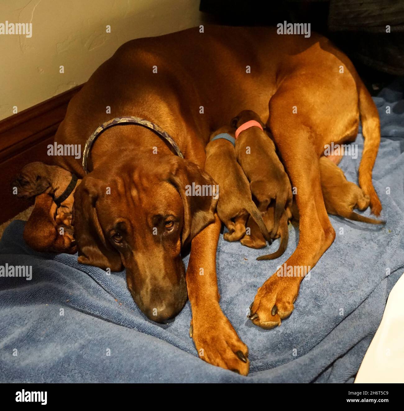 Postpartum Redbone Coonhound Stock Photo