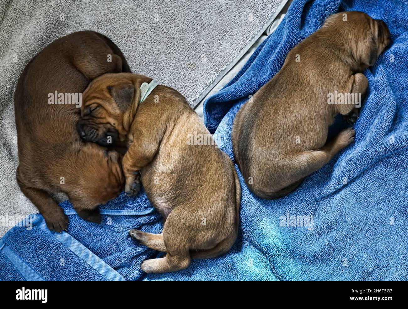 Redbone Coonhound puppies Stock Photo