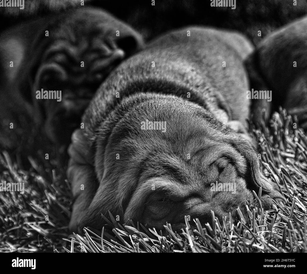Redbone Coonhound Puppy Litter Stock Photo