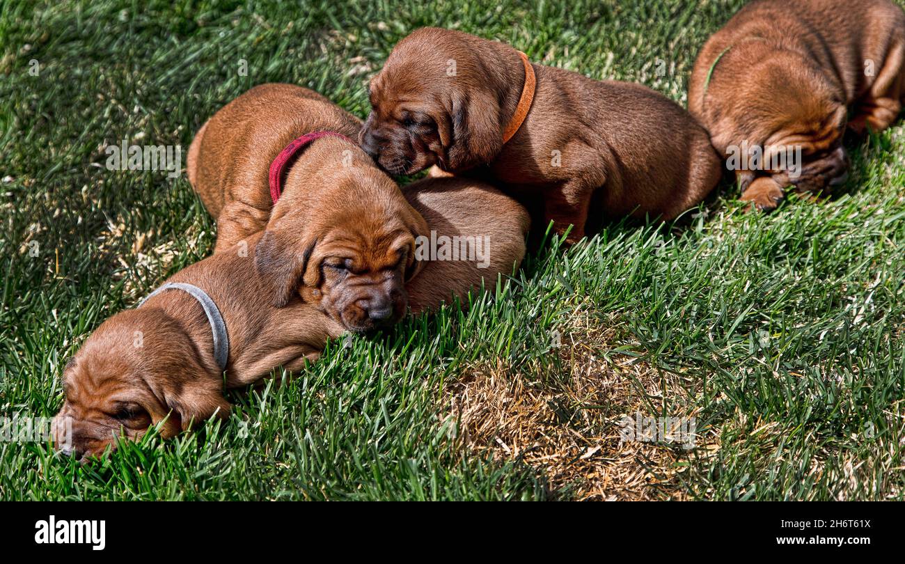 Redbone Coonhound Puppy Litter Stock Photo