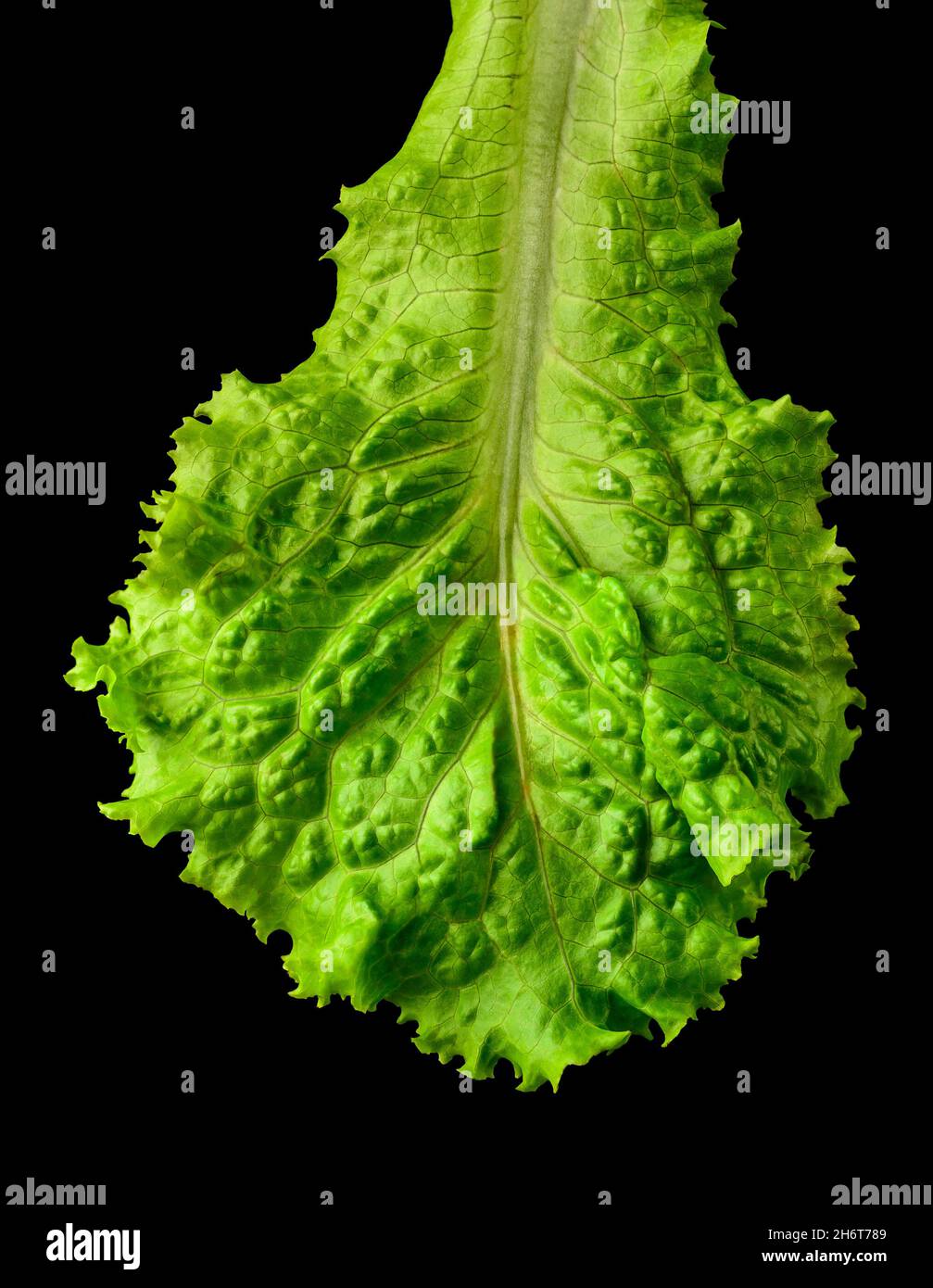 fresh lettuce leaf, green leafy vegetable isolated on black background, closeup macro foliage Stock Photo