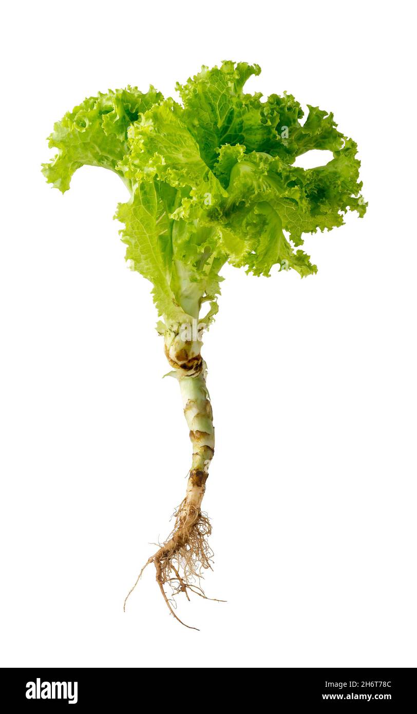 fresh lettuce plant with roots, green leafy vegetable isolated on white background, closeup
