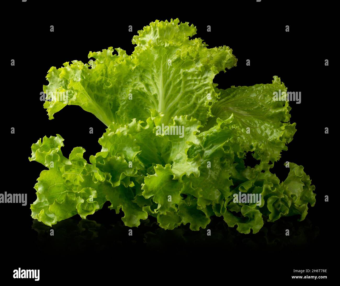 fresh lettuce, green leafy vegetable isolated on black background, closeup Stock Photo