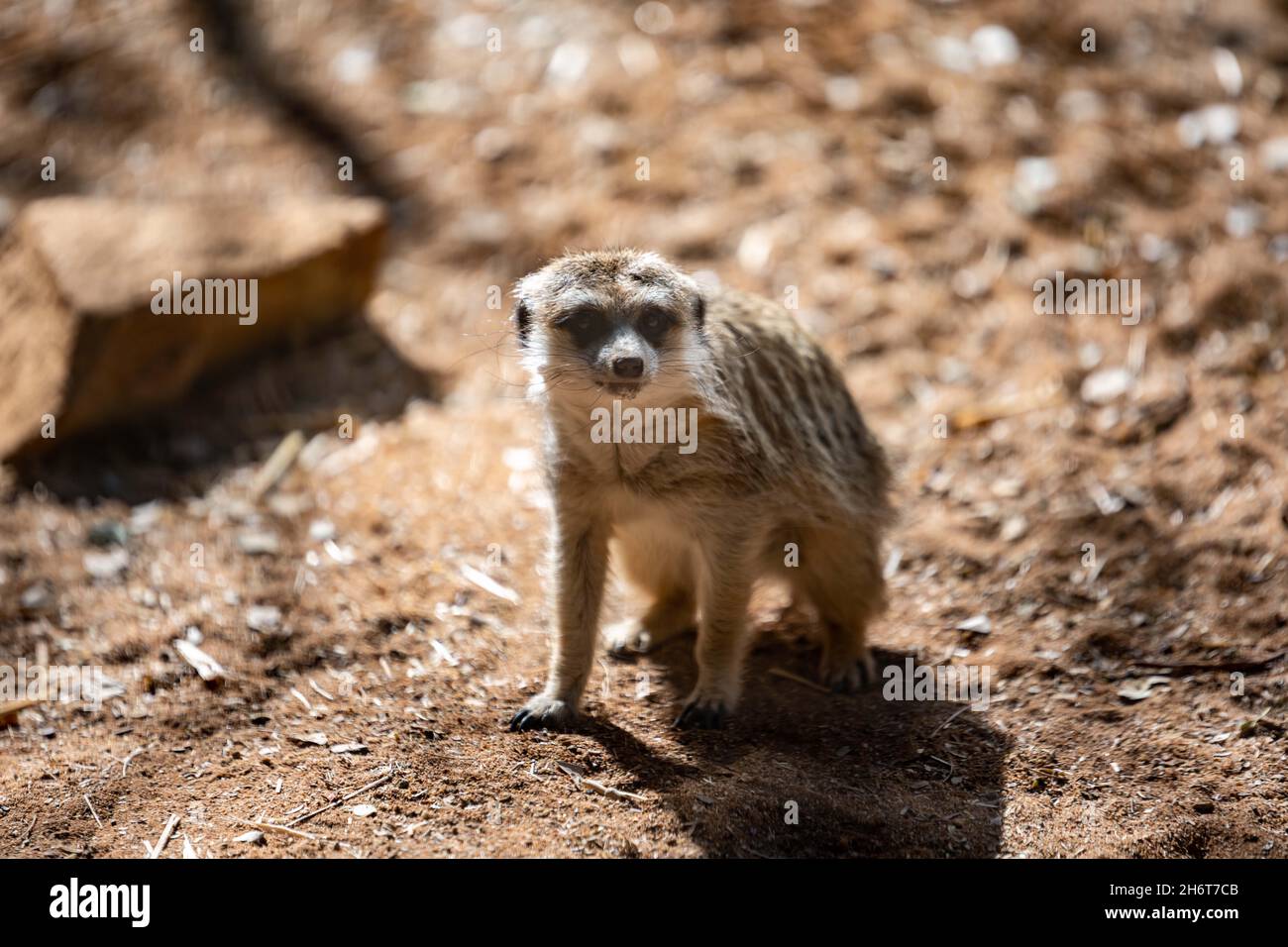 An American Badger in Palm Springs, California Stock Photo Alamy