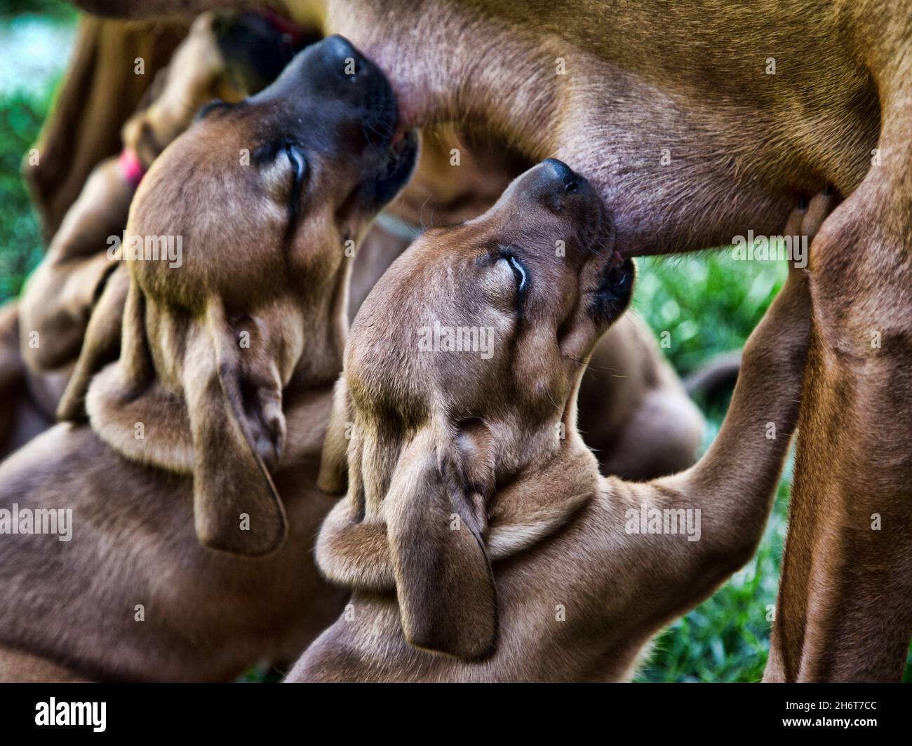 Suckling Redbone Coonhound Puppies. Stock Photo