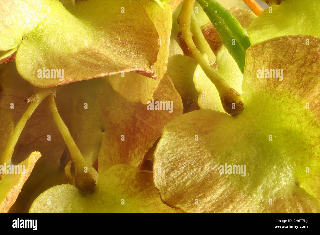 Macro background of Hop Bush (Dodonaea viscosa)  hops. Australian native plant. Stock Photo
