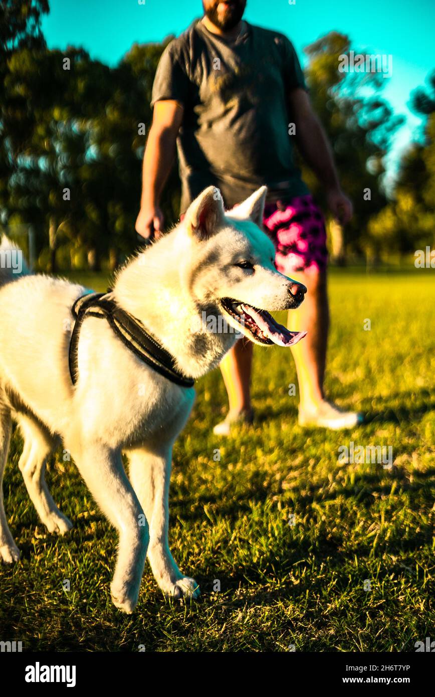 Portrait of an Akita dog on a leash in a park with its owner on a sunny ...