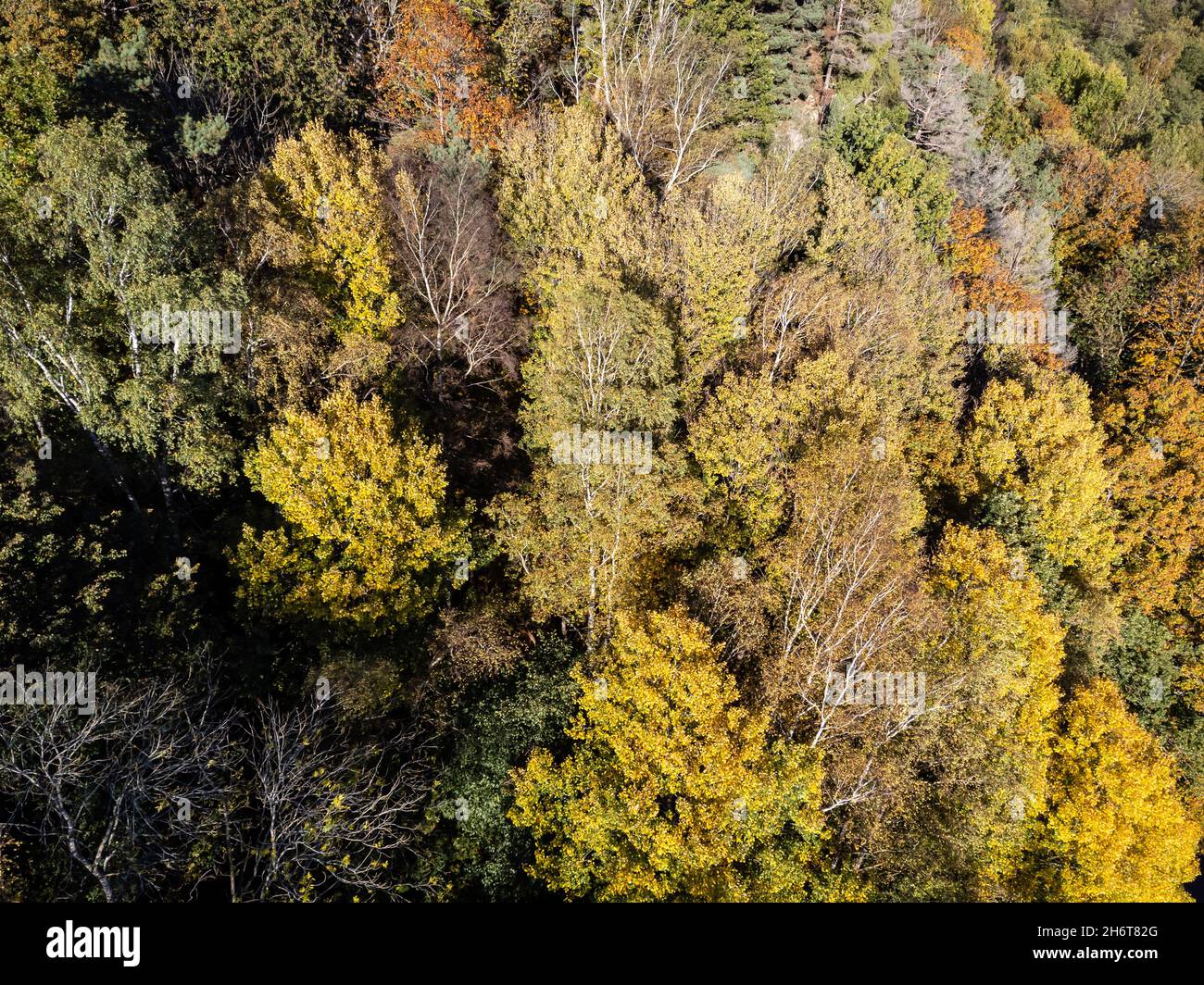 Aerial view of autumn trees in the forest in Sweden Stock Photo - Alamy