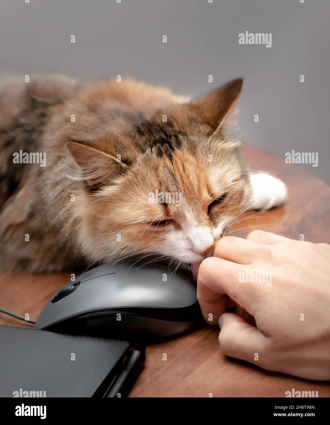 Close up of cat licking human hand while working on laptop. Cute fluffy cat showing affection and social bond or friendship with the pet owner, while Stock Photo