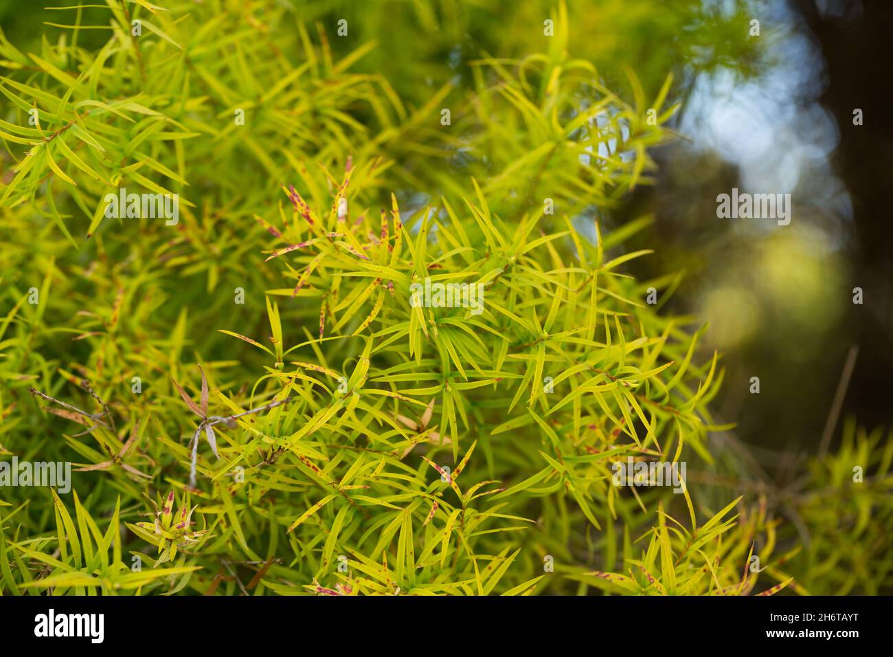 Flax-leaved Paperbark is a Melaleuca tree species with fragrant leaves Stock Photo