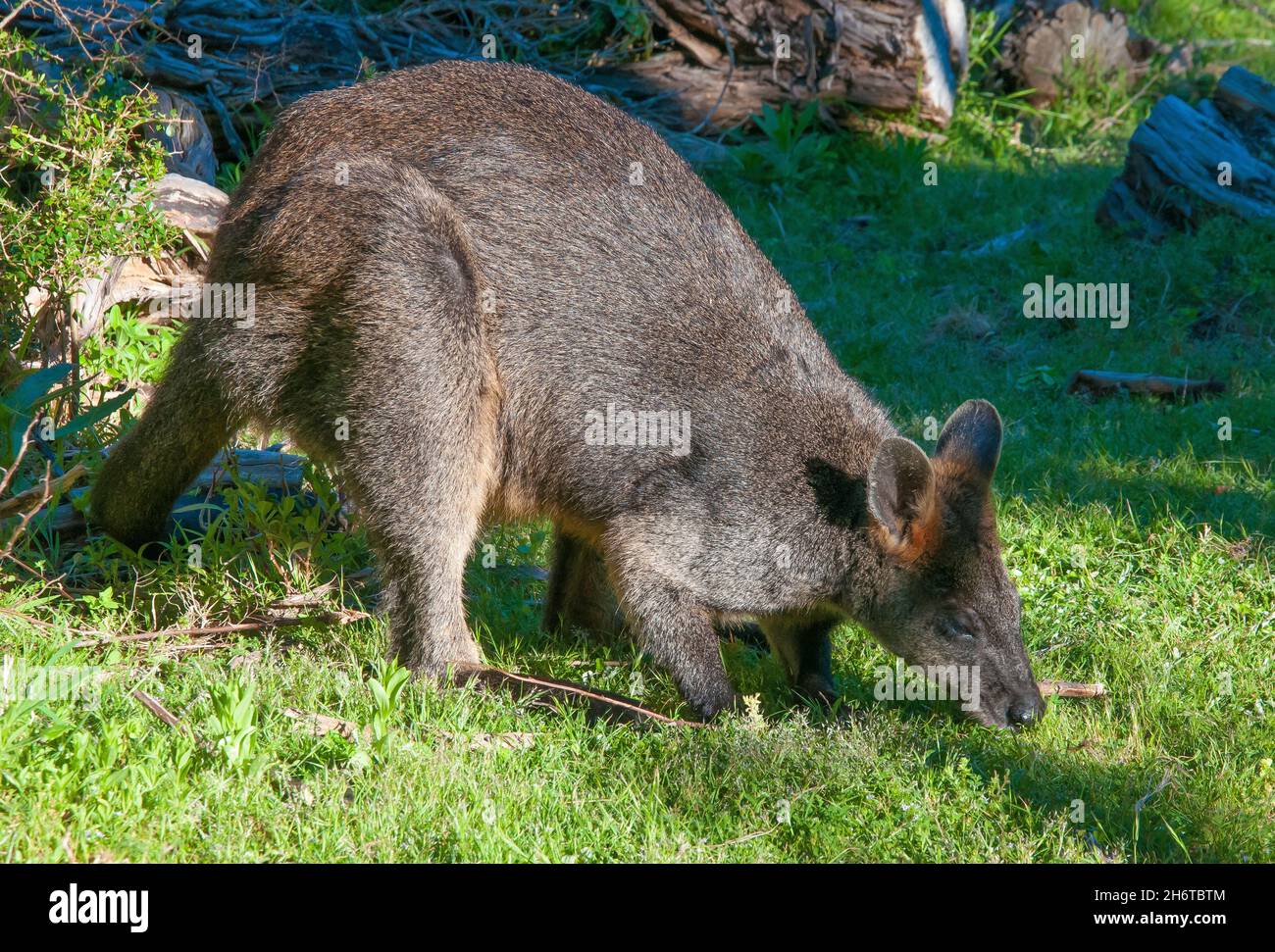 Wallaby at Wilsons Promontory National Park, Victoria, Australia Stock Photo