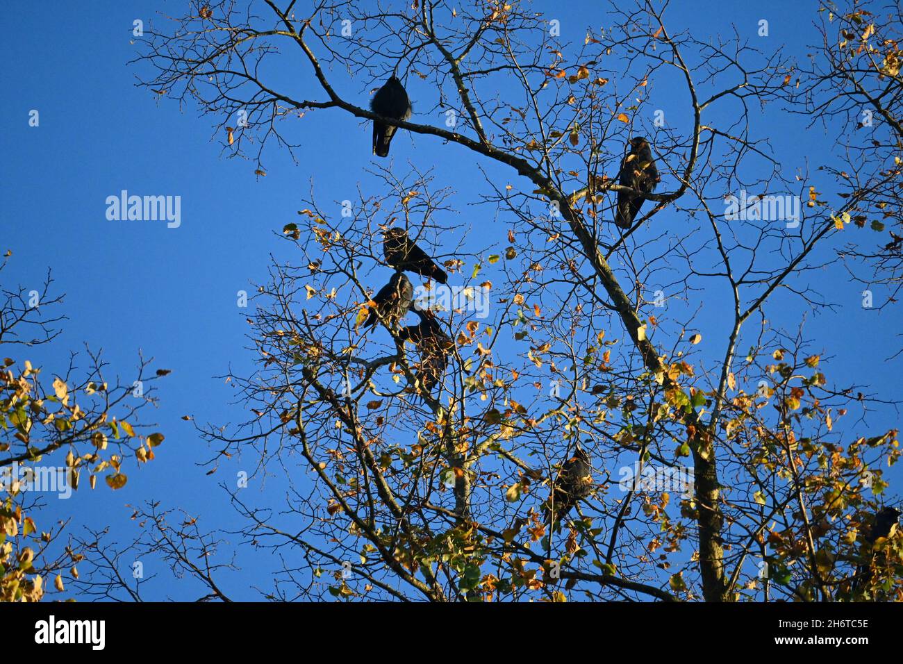 Bird Family sitting in Tree Crown Stock Photo