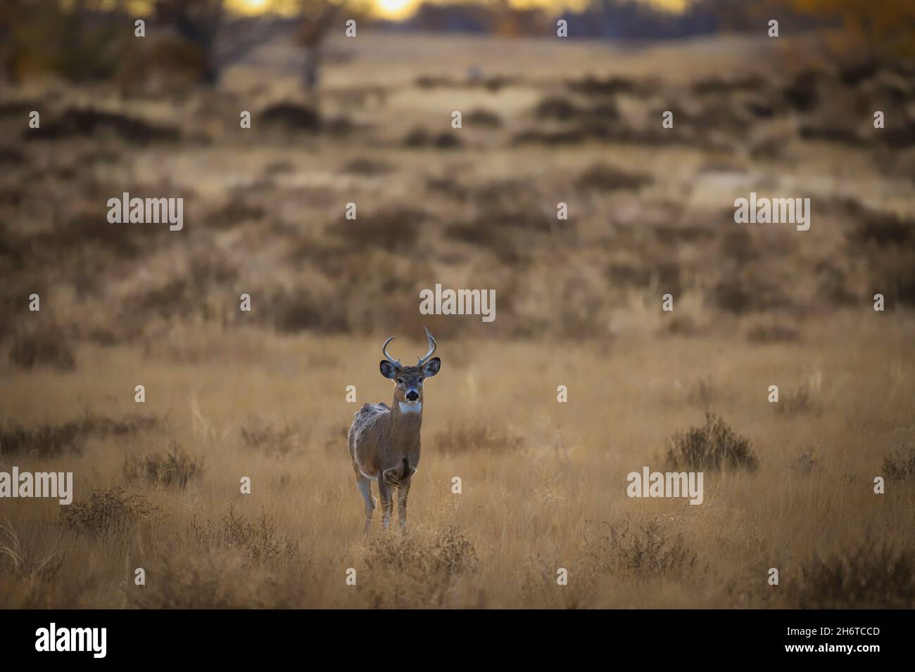 White-tailed deer buck Stock Photo