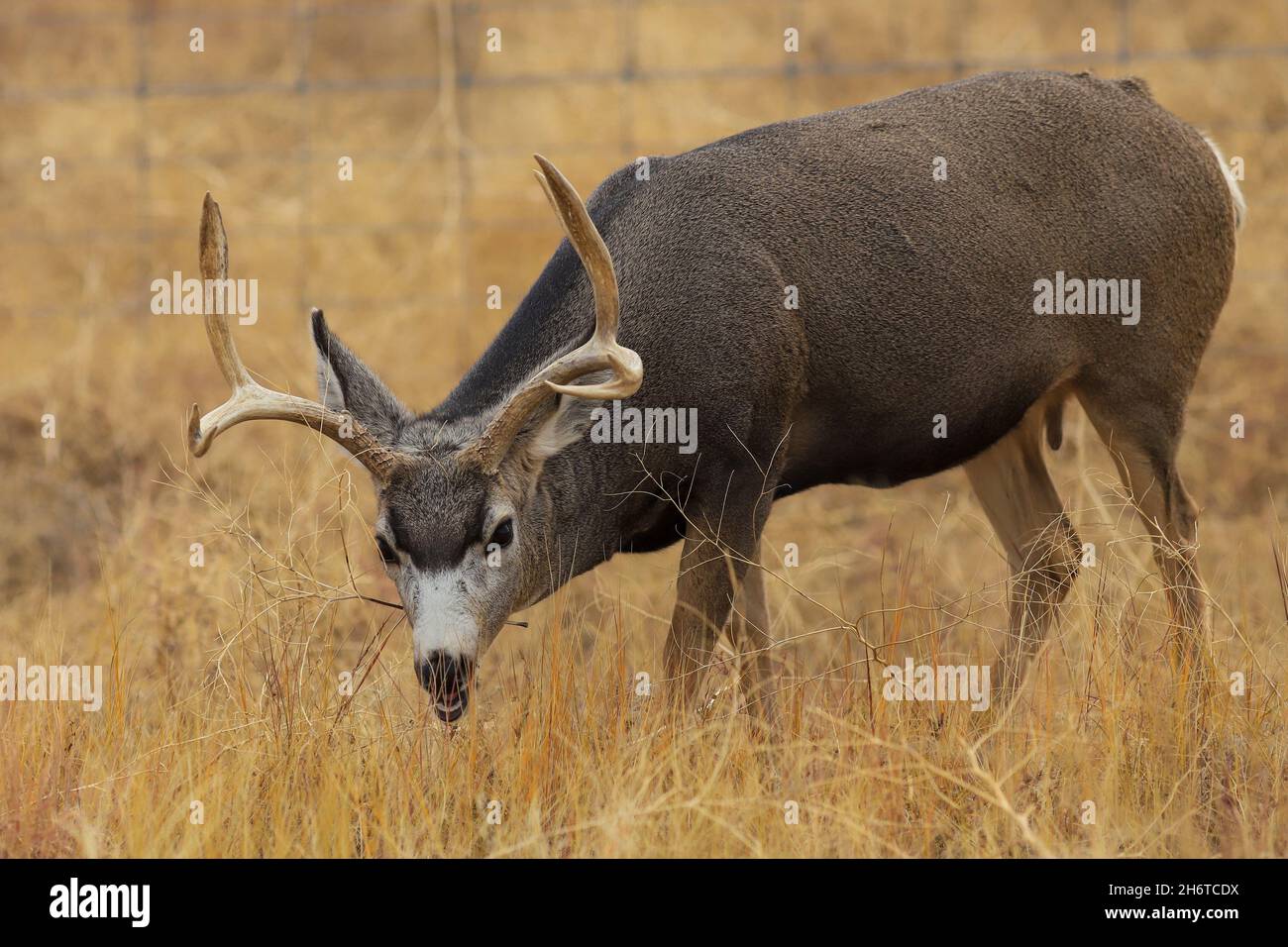 Mule Deer Buck with large antlers in the autumn rut Stock Photo
