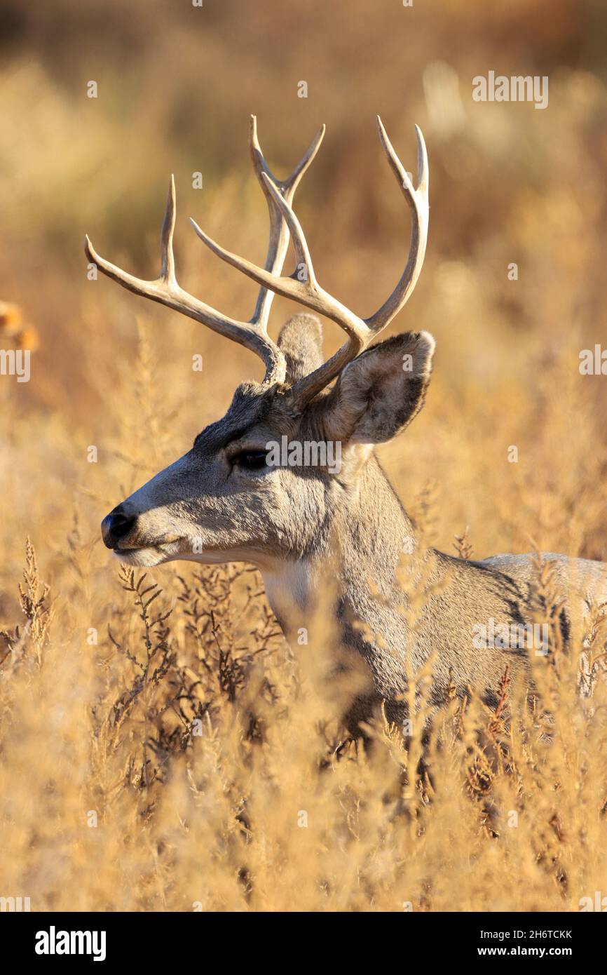 Mule Deer Buck with large antlers in the autumn rut Stock Photo