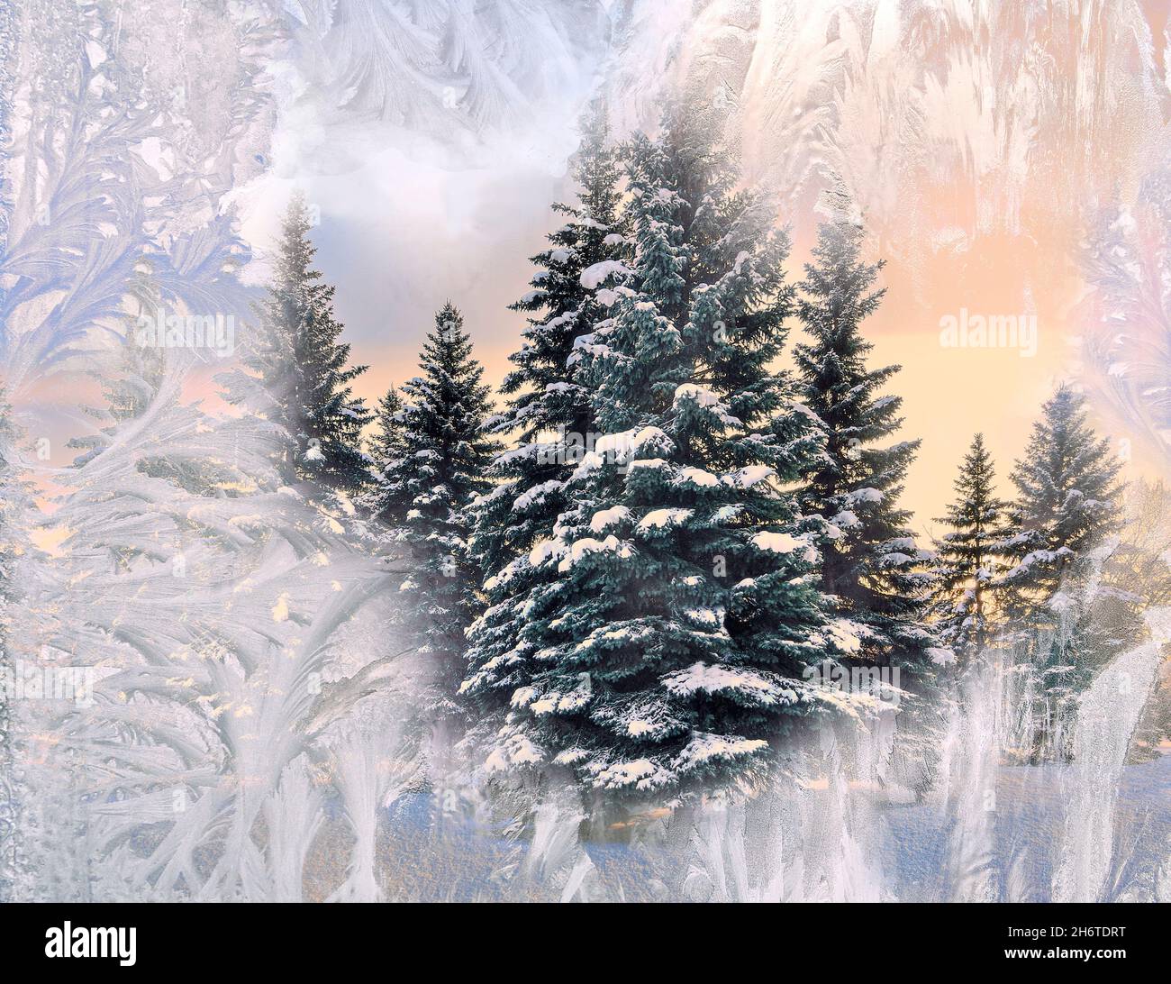 View of fabulous snowy fir trees in pink sunset through a window glass covered with frosty patterns - beautiful Chtistmas background/ Merry Christmas Stock Photo