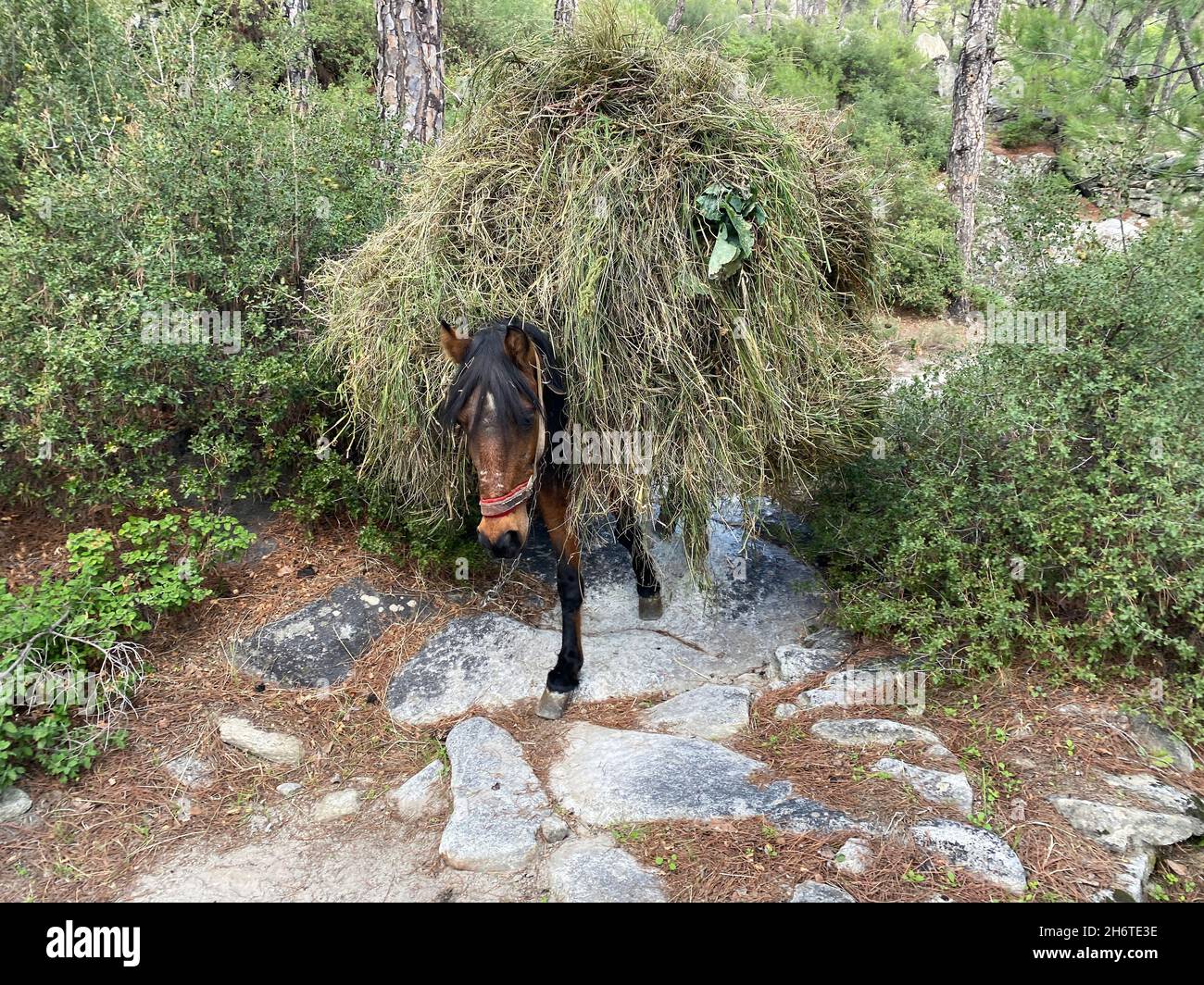 Horse carrying hay in ancient Latmos Trail, Sakarkaya Muğla Turkey. Stock Photo
