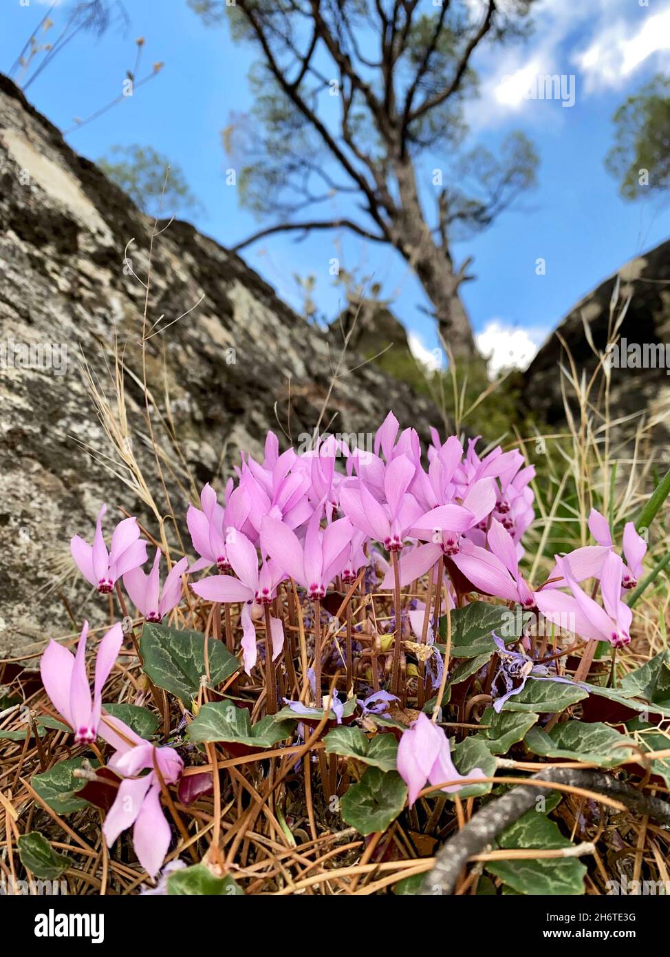 Cyclamens in ancient Latmos trail Mugla Turkey Stock Photo