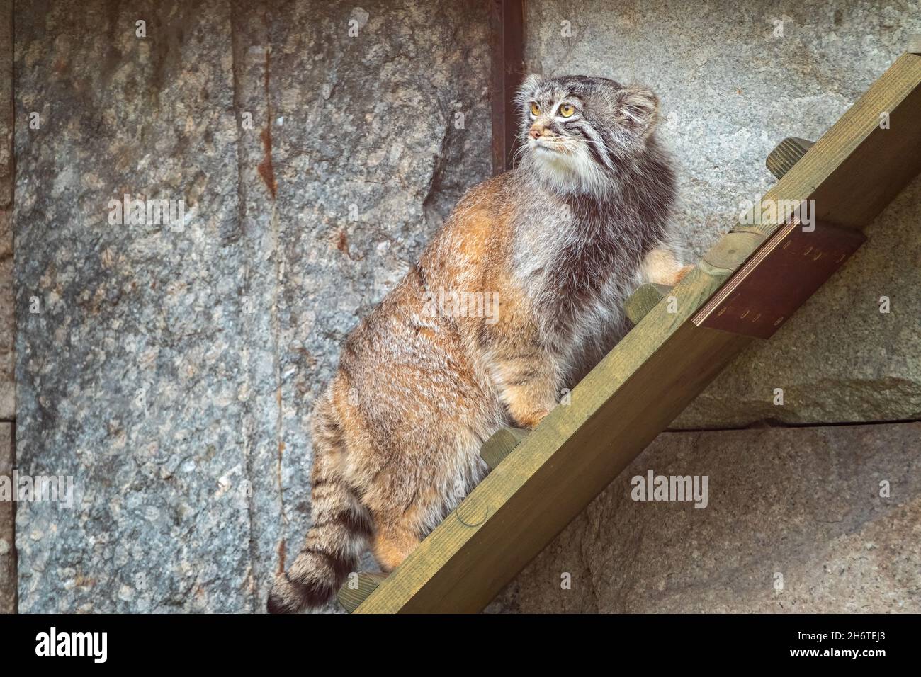 Wild cat manul or Pallas's cat, lat. Otocolobus manul, in the zoo, Manul is a small wild cat with long and dense light grey fur. Stock Photo