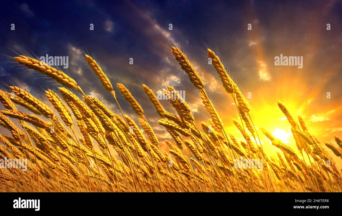 Ripe Rye Color ripe rye spikelets field at beautiful sundown background , cg nature 3D ...