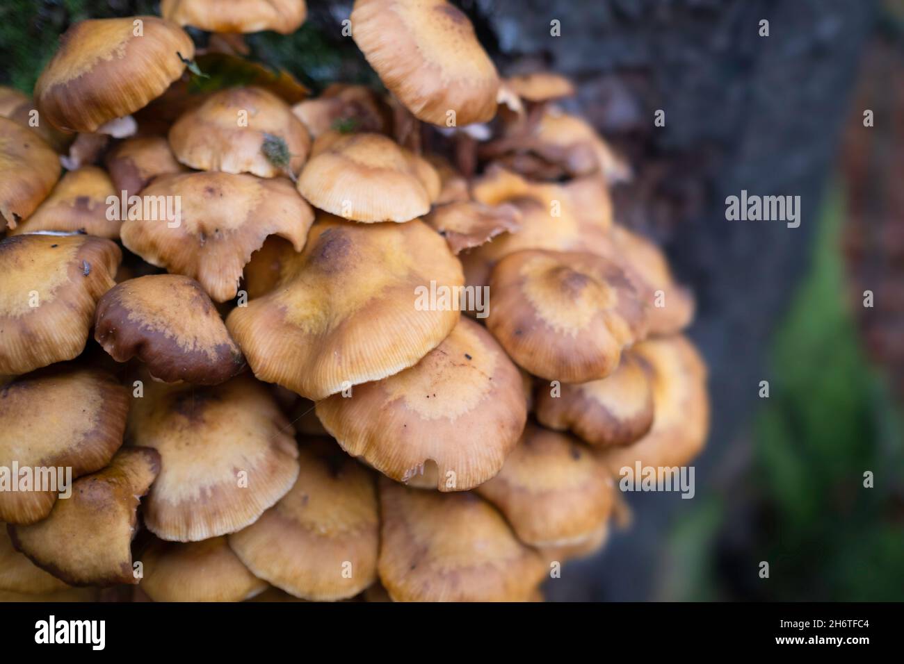 Armillaria mellea or honey fungi that live on trees and woody shrubs. Armillaria can be a destructive forest pathogen, it causes 'white rot' root dise Stock Photo