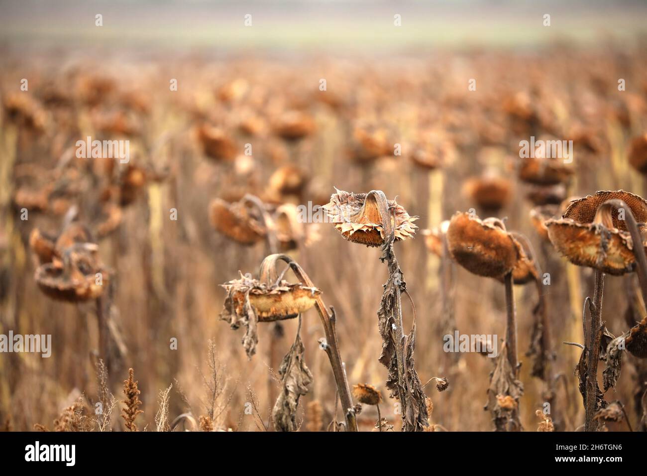 Peterborough, UK. 16th Nov, 2021. A field of dead sunflowers hang their head in a field near Yaxley, Cambridgeshire, UK, on November 16, 2021 Credit: Paul Marriott/Alamy Live News Stock Photo