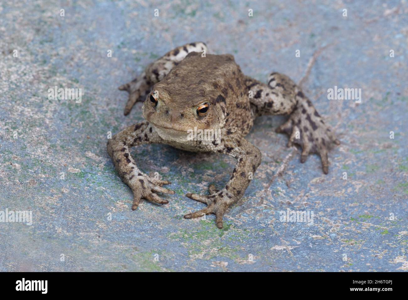 European Common Toad (Bufo bufo). Single amphibian facing front, golden eyes, head details, webless front feet, webbed back foot, on land. Close up. Stock Photo