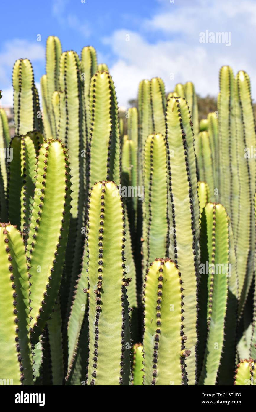 Canary Island Euphorbia canariensis spurge succulent growing close together Stock Photo