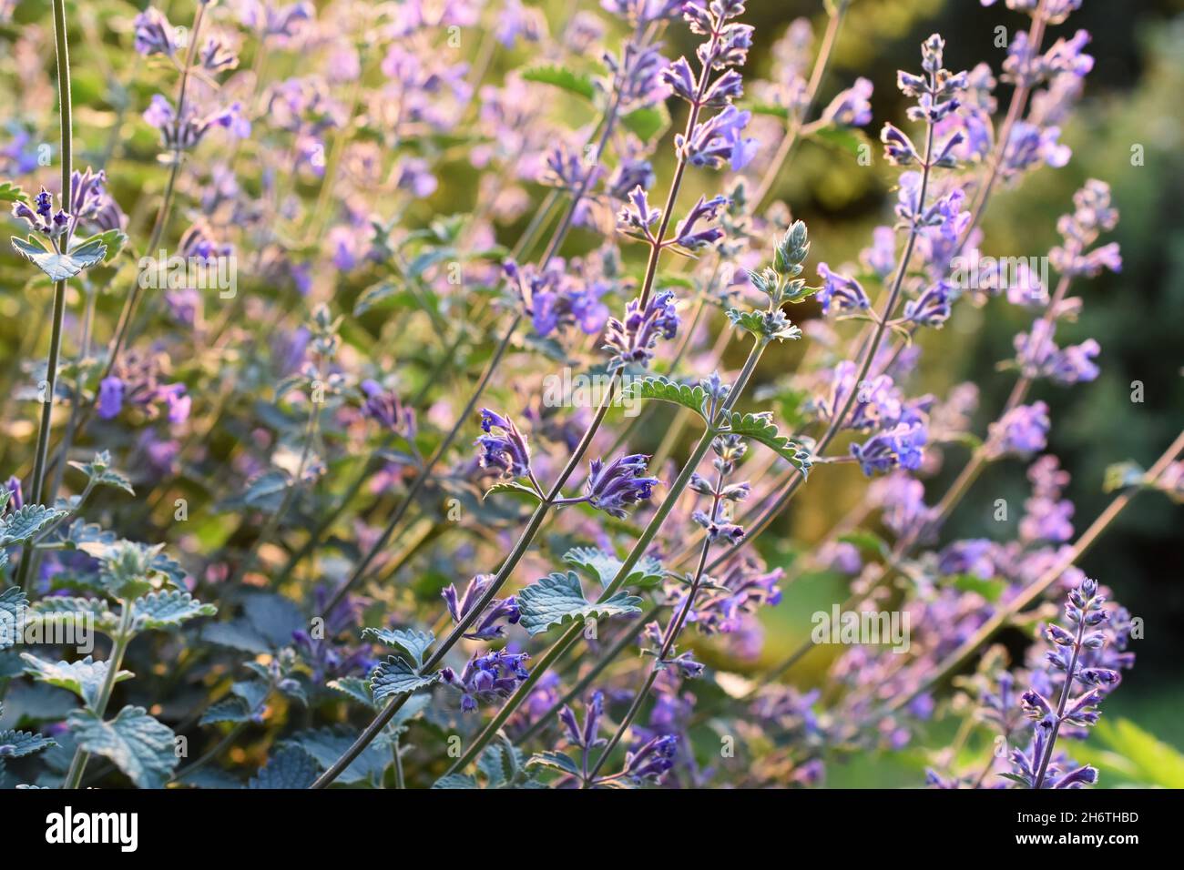Large group of catnip flowers Nepeta cataria in a garden Stock Photo